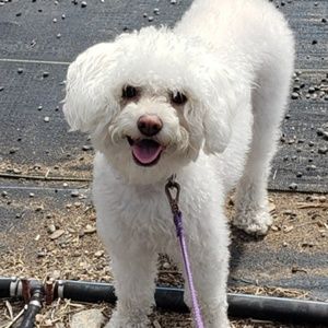 Meet your Posher, Genesis